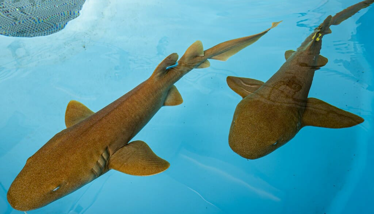Two sharks used in a UW cancer research study.