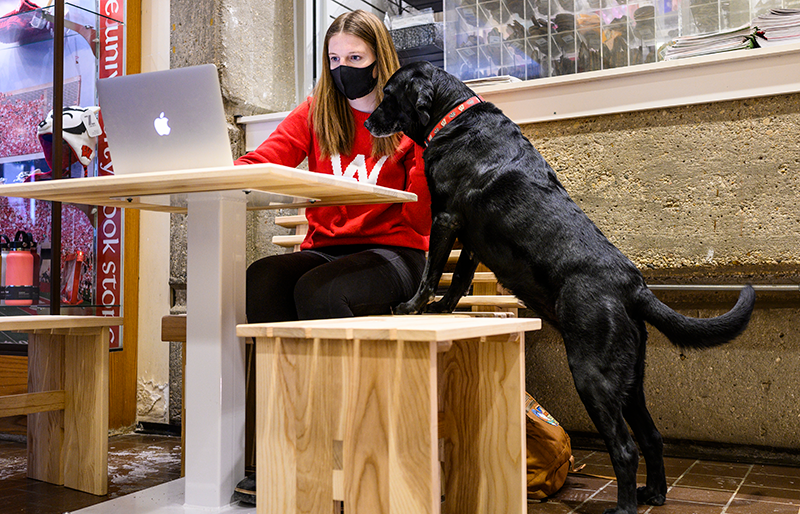 A UW–Madison student and her dog look at a laptop computer.