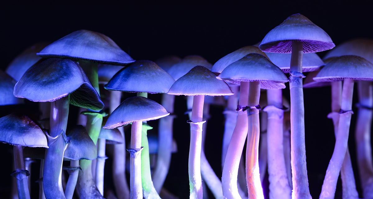 Psilocybin mushrooms bathed in blacklight.