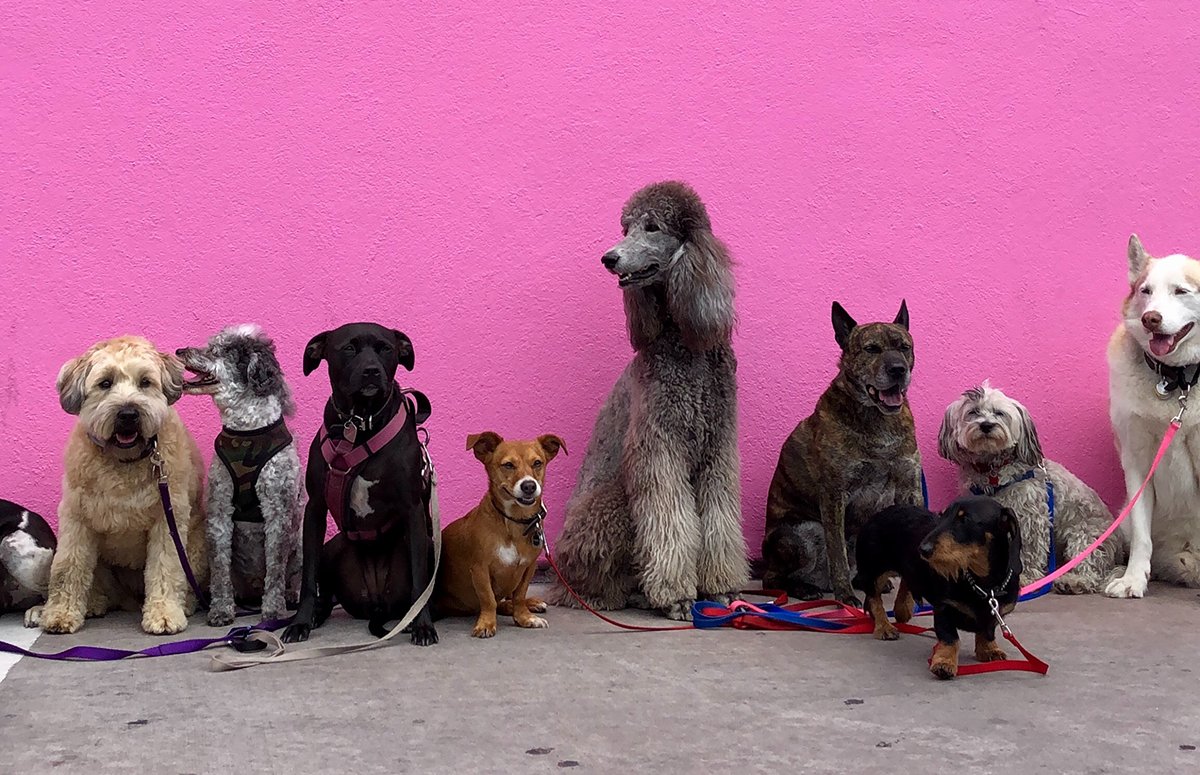 Several breeds of dogs lined up against a pink wall.