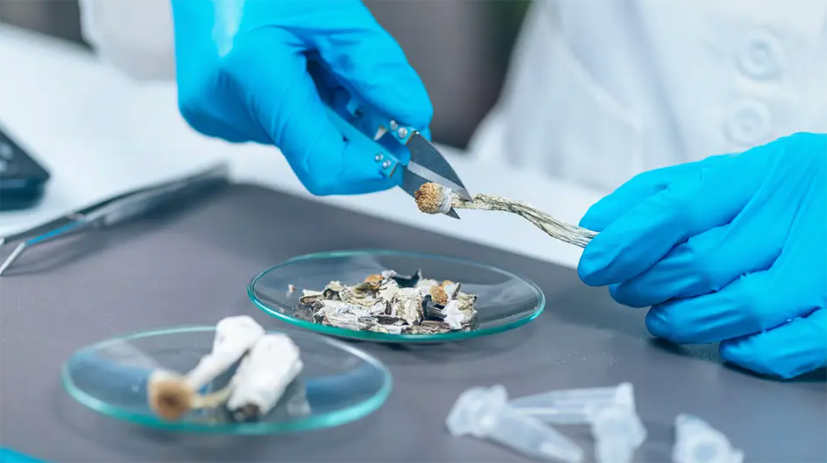 A researcher, wearing gloves, works with psilocybin in a lab.