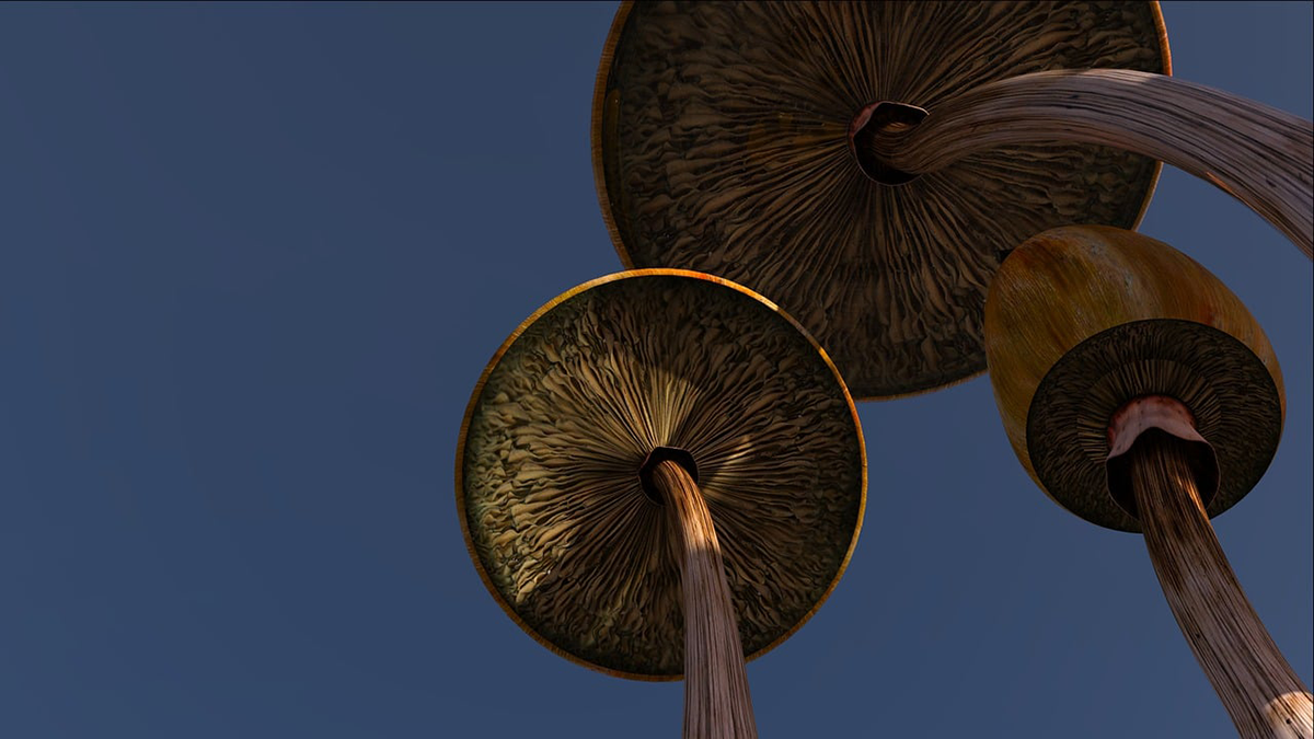 psilocybin mushrooms